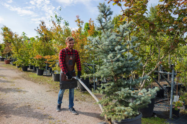 Best Tree Maintenance Programs  in Newburgh Heights, OH