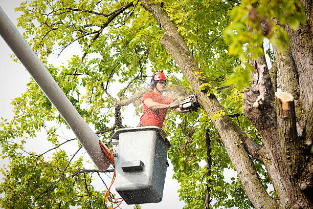 Best Hedge Trimming  in Newburgh Heights, OH